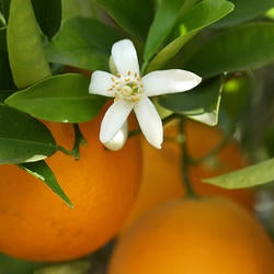 citrus bloom