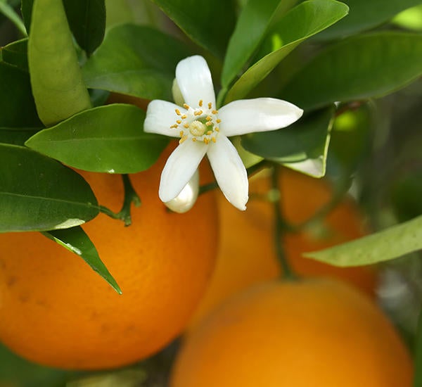 citrus bloom (c) UCR/Stan Lim