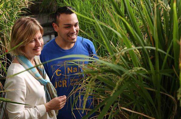 Julia Bailey-Serres, Director, Center for Plant Cell Biology Distinguished Professor of Genetics, inside her greenhouse with biology undergrad Oscar Gomez (c) UCR/Stan Lim