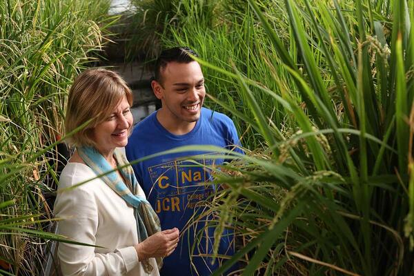 Julia Bailey-Serres, Director, Center for Plant Cell Biology Distinguished Professor of Genetics, inside her greenhouse with biology undergrad Oscar Gomez. (c) UCR/Stan Lim