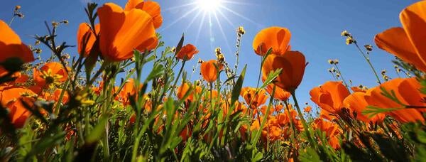 Poppies