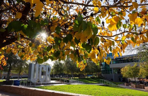 UCR Oranges